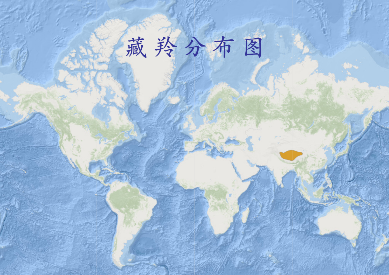藏羚分布图 