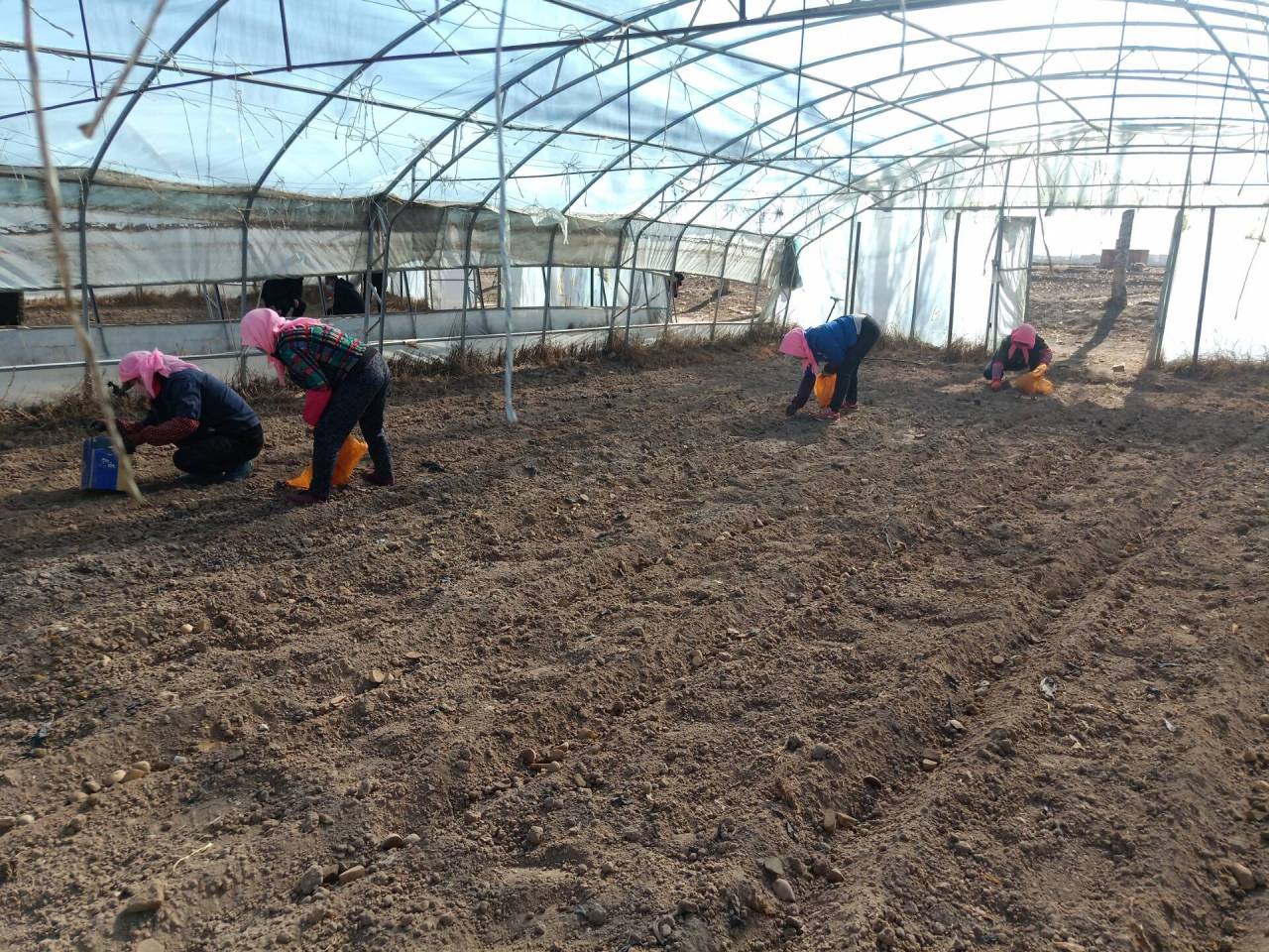 三闸镇农业生产