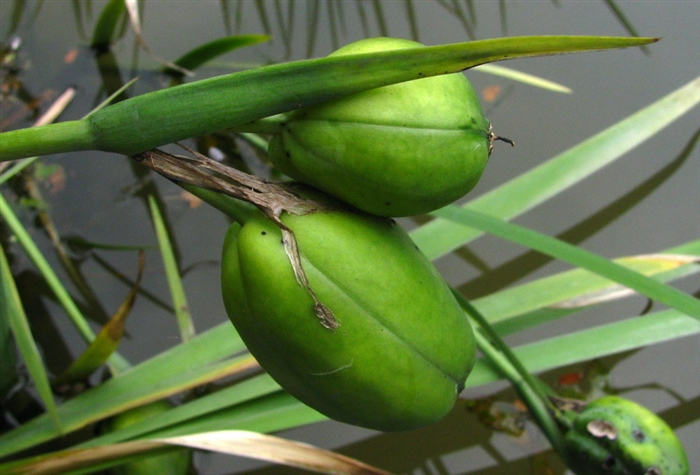 鸢尾的果实