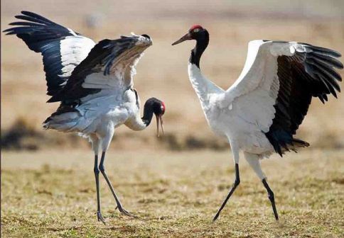 高原神鸟--黑颈鹤