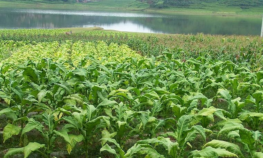 程海周边的烤烟田