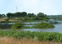 多尼亚纳国家公园