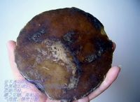 图2 龙涎香实物