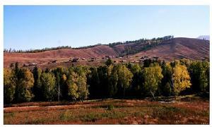 白哈巴国家森林公园