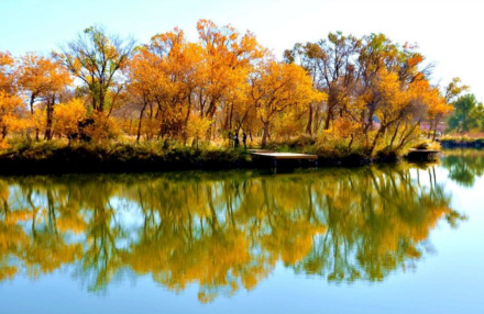 新疆金湖杨国家森林公园