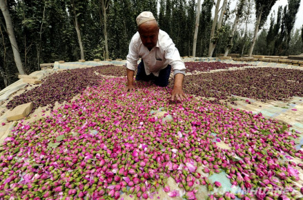 于田县农民晾晒玫瑰花