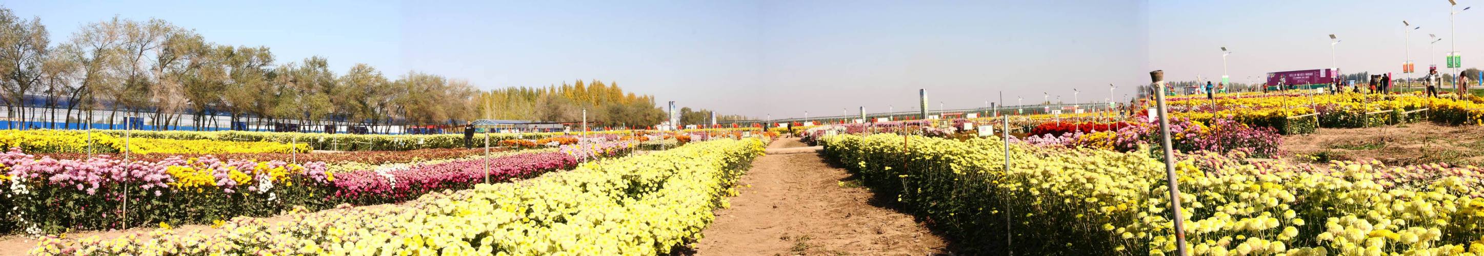 昌吉第一届菊花节