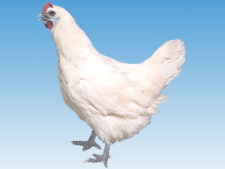 图2 腾冲雪鸡（母） 