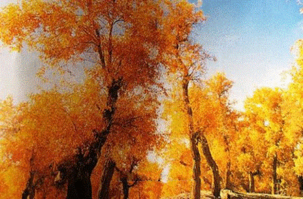 夏河原始胡杨林