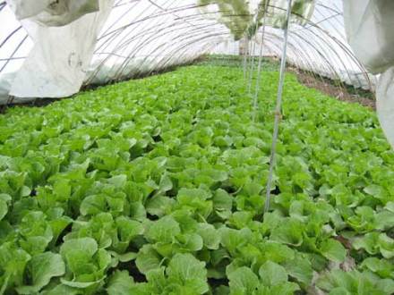 嘉黎县蔬菜大棚