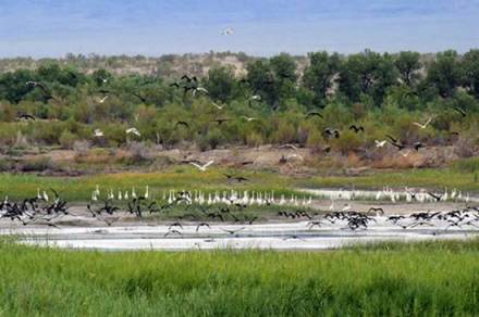 艾比湖湿地国家级自然保护区