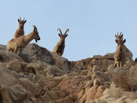 甘肃马鬃山北山羊