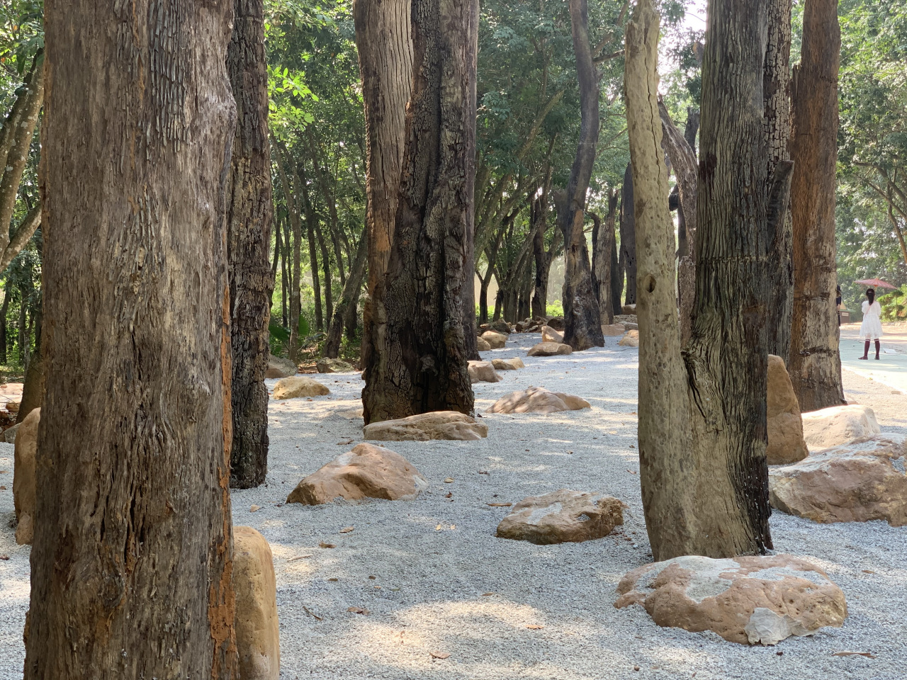 海南莲花山乌木林