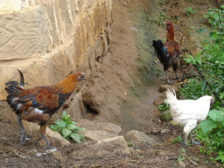 图2 他留乌骨鸡及其生长环境 