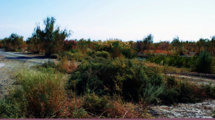 新疆甘家湖梭梭林国家级自然保护区