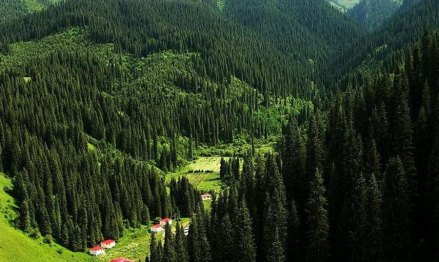 天山雪岭云杉林