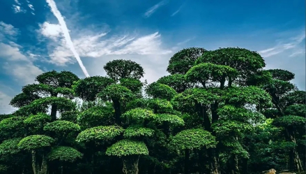 京山市市树：对节白蜡