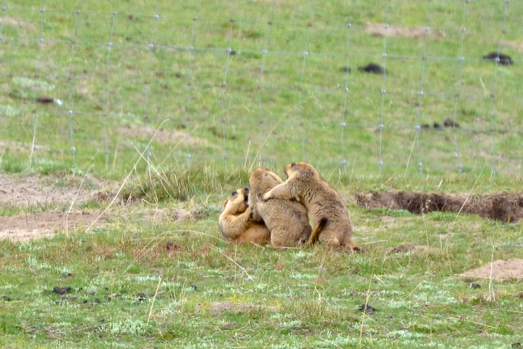 一起玩耍的喜马拉雅旱獭