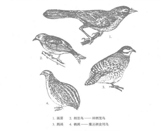 南岭山地鸟类部分素描图