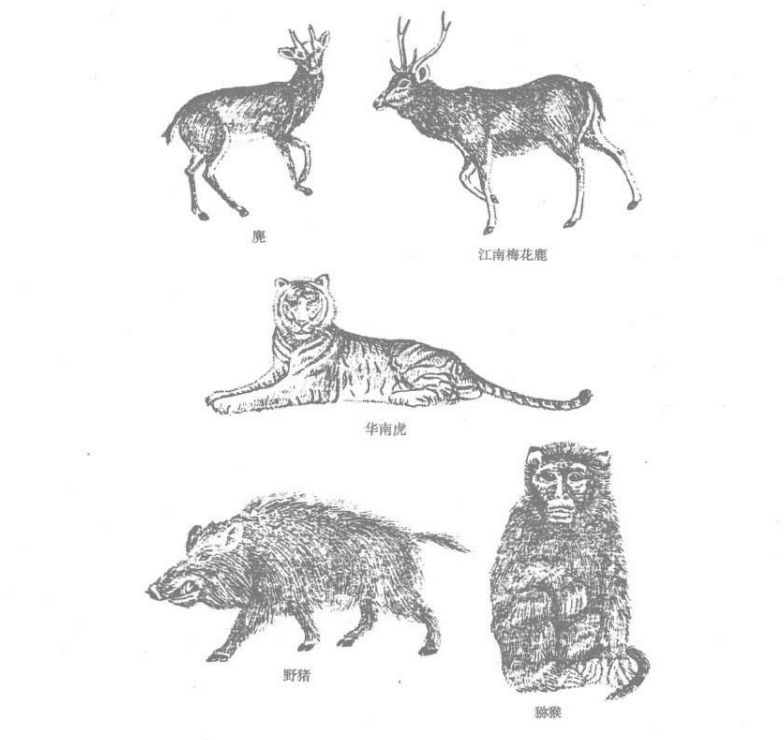 南岭山地兽类部分素描图