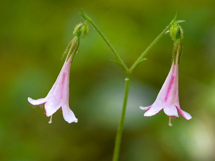 北极花