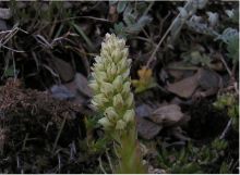 黄花瓦松的植株 黄花瓦松的植株