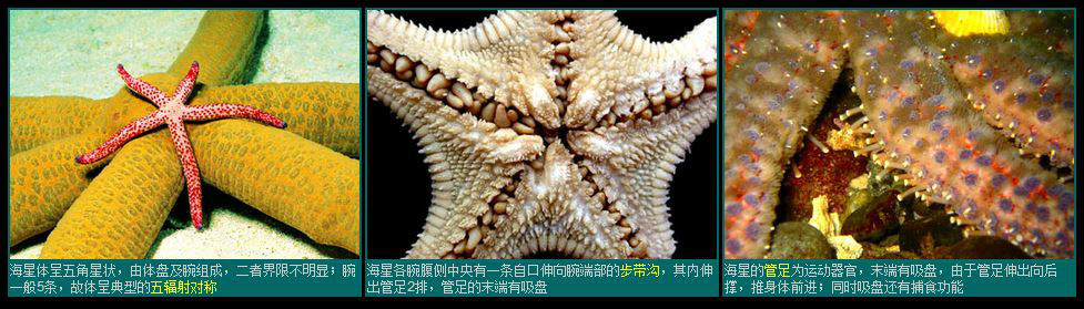 海星外形特点 海星外形特点