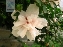 白花重瓣木槿 白花重瓣木槿