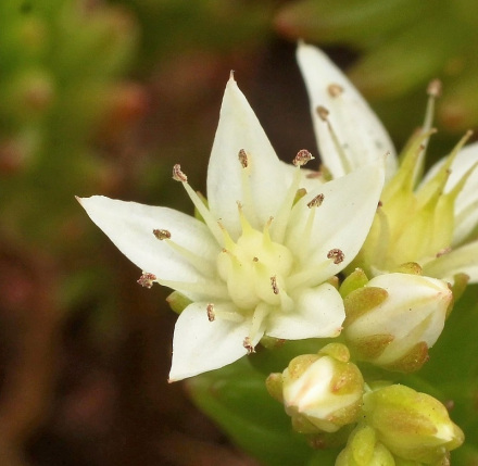 白花小松-花冠特写
白花小松-花冠特写