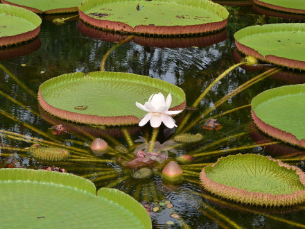 亚马逊王莲