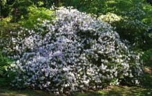 白花杜鹃 白花杜鹃