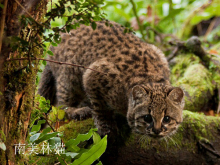 草原猫属