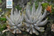 狼爪瓦松 狼爪瓦松