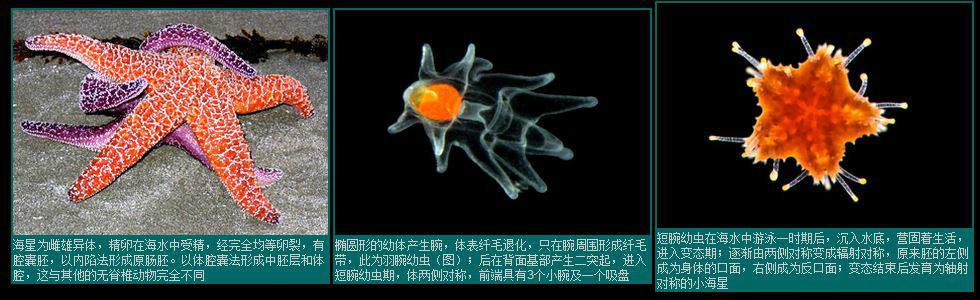 海星的神经系统