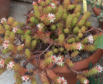 白花小松 - 盆栽
白花小松 - 盆栽