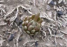 黄花瓦松 黄花瓦松