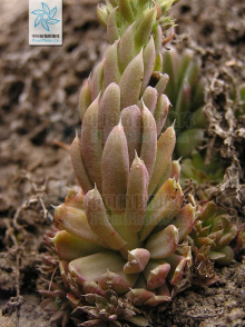 晚红瓦松 晚红瓦松