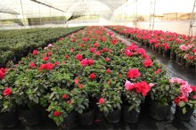 比利时杜鹃 比利时杜鹃