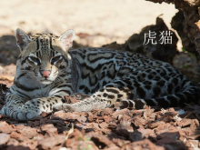 虎猫属