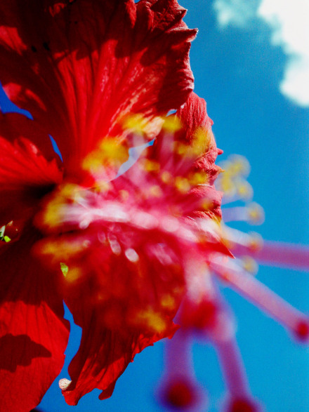 蜷川实花作品 蜷川实花作品