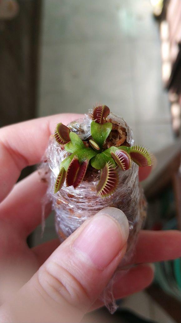 捕蝇草都吃什么呀(被花友玩坏的捕蝇草)