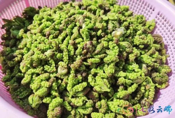 来云南旅游必吃的美食推荐（云南的春天不仅好看）