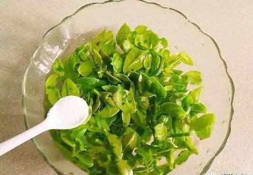 简单好用的吊兰(这种吊兰不仅能看还能吃)