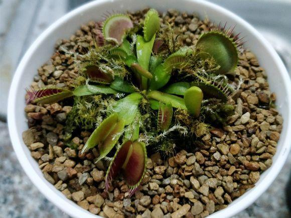 捕蝇草都吃什么呀(被花友玩坏的捕蝇草)