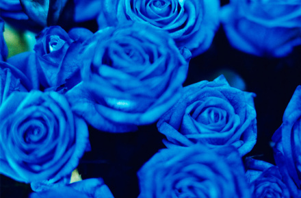 蜷川实花作品 蜷川实花作品