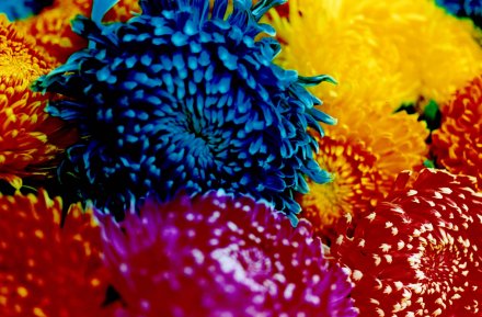 蜷川实花作品 蜷川实花作品