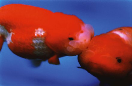 蜷川实花作品 蜷川实花作品