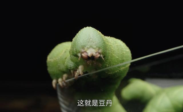 大青虫做的美食叫啥(用尿煮肉蛋花样吃牛屎)