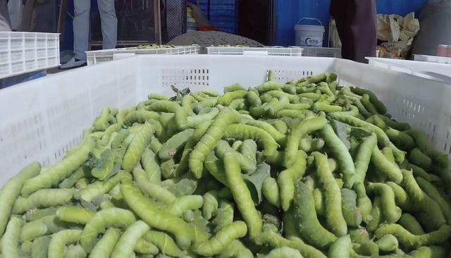 大青虫做的美食叫啥(用尿煮肉蛋花样吃牛屎)