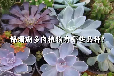 锦珊瑚多肉植物有哪些品种?